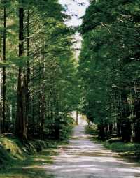 Shennong Valley National Forest Park