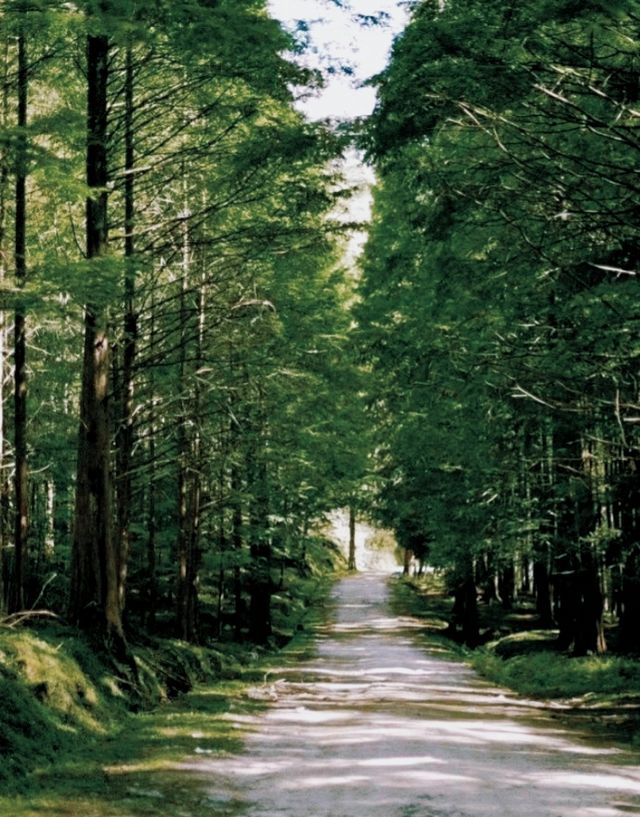 Shennong Valley National Forest Park