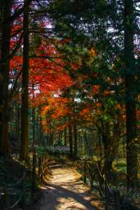 庐山歸來不看秋！我拍的30幅高清紅葉美景