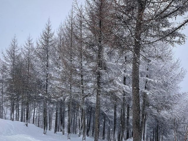 萬龍滑雪場的絕美霧凇，崇禮的冬日奇蹟！