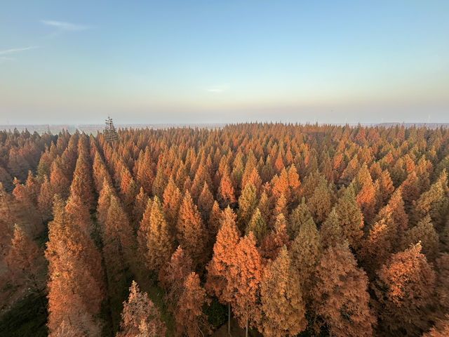 黃海森林公園的紅水杉，秋天的贈禮！