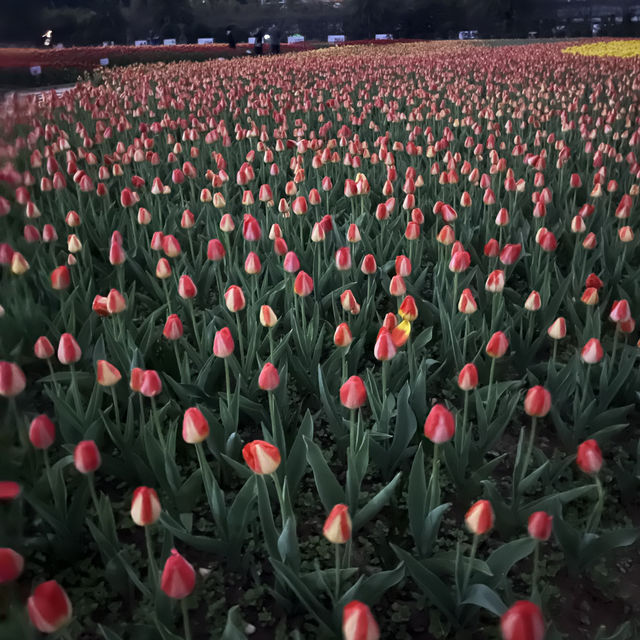 Changsha City Center and Botanical Garden