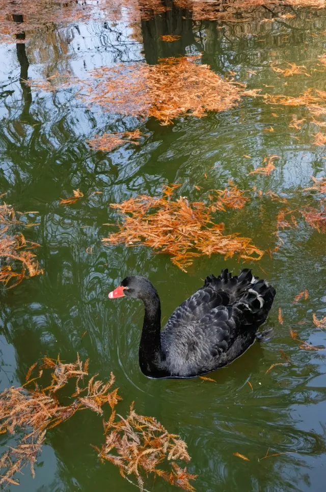 快去冬日的青山湖，水杉紅透！