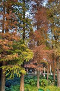 深圳拍照 新年去仙湖植物園看一次落羽杉吧