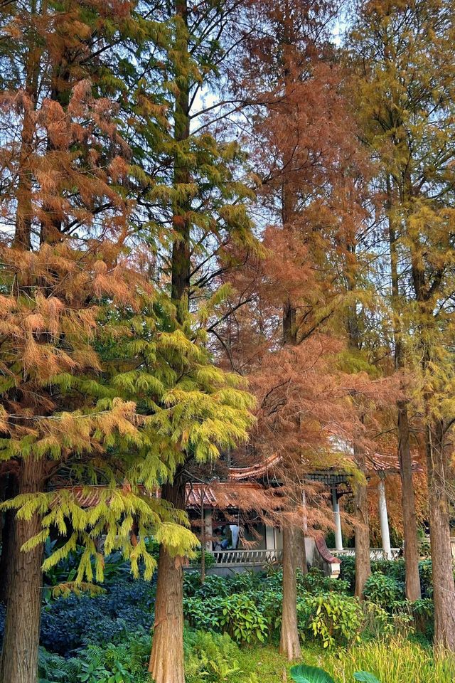 深圳拍照 新年去仙湖植物園看一次落羽杉吧 深圳拍照 新年去仙湖植物園看一次落羽杉吧