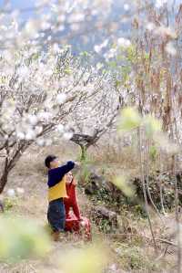 從化雞枕山的梅花盛花期快結束啦