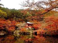 醍醐寺遠離京都市中心，因此就算是紅葉最為見顷的時候，遊客也沒有京都市裡那麼多，可謂是賞楓的絕好去處！