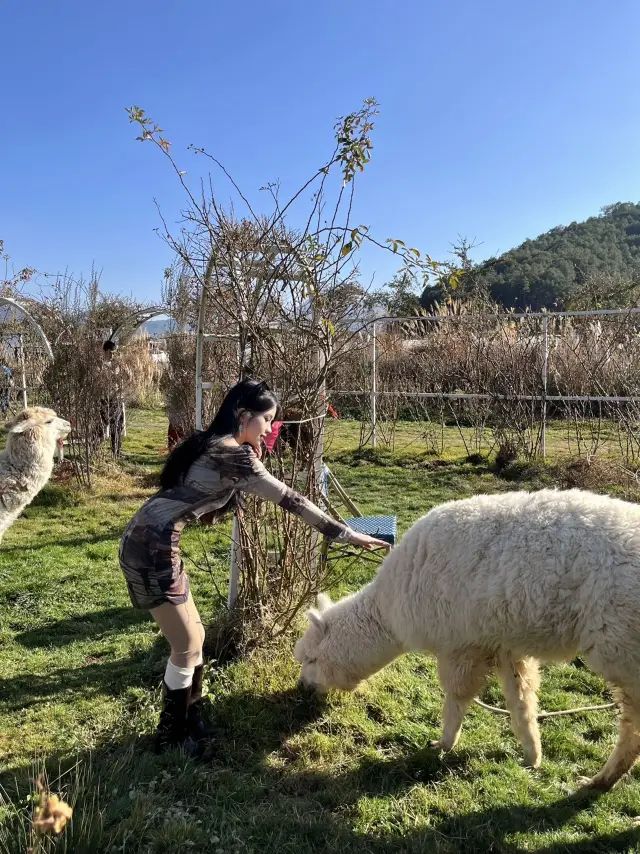 茶馬古道雲端彼岸還有寶寶不知道的嗎