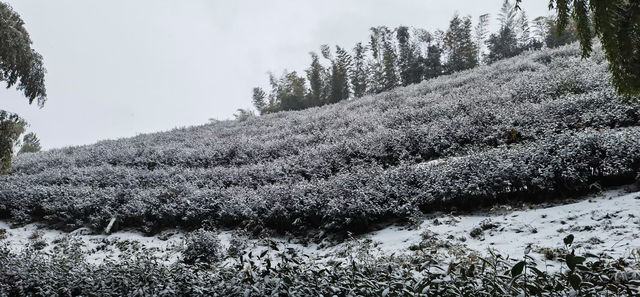 徒步杭州最美森林古道：徑山古道