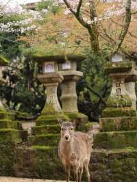 日本櫻花，京都大阪奈良賞櫻