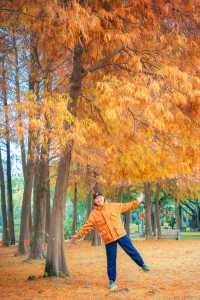 不用再擠園博苑廈門島內也有絕美落羽杉