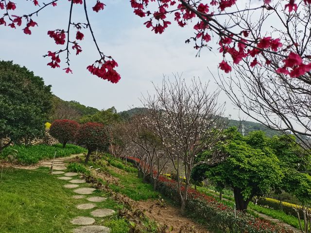 大屏山賞花季