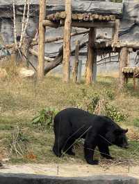 在武漢·武漢動物園新手入園攻