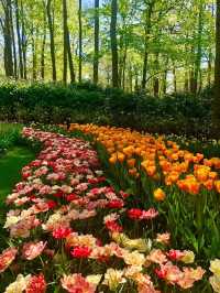 荷蘭最大的鬱金香花園