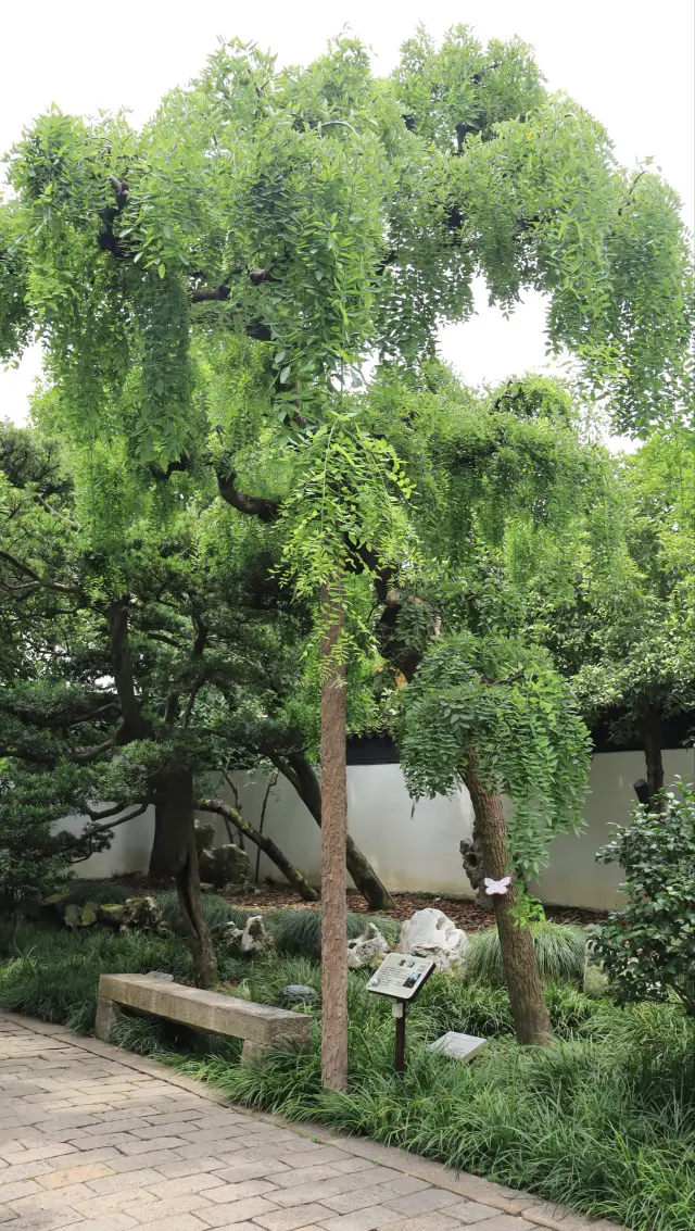 私の家の前の無料公園は、上海の五大古典庭園の一つでした