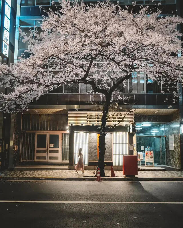 東京の夜桜🌸