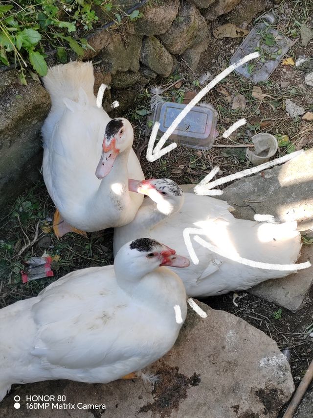 誰會想到人和動物在這裡這麼和諧呢？