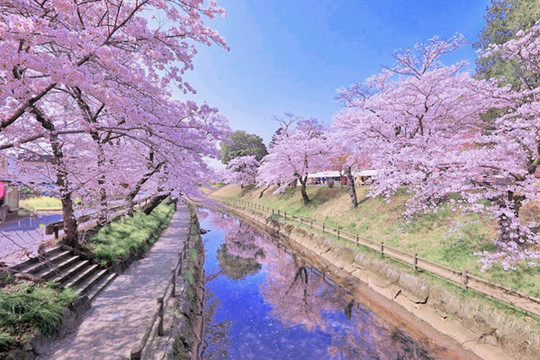 Kawasaki Cherry Blossom Inspiration | Trip.com Kawasaki