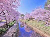 Kawasaki Cherry Blossom Inspiration