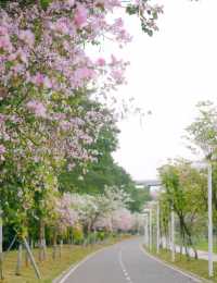 春遊記｜花開實況！大學城賞花踏青遛娃露營