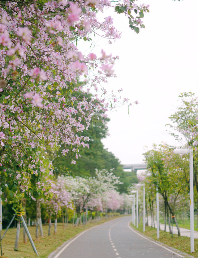 春遊記｜花開實況！大學城賞花踏青遛娃露營