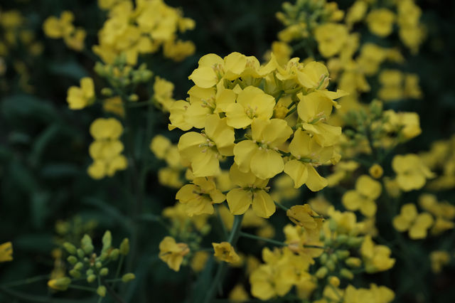 卢村 | 人更少更原始的賞油菜花勝地