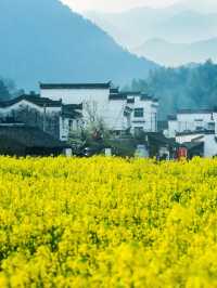 雲瀰漫茶山，安徽小眾景點休寧金龍山雲上茶園裡度假酒店