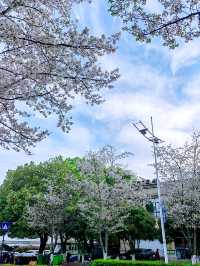 千島湖畔陽光路，春和景明，櫻花浪漫