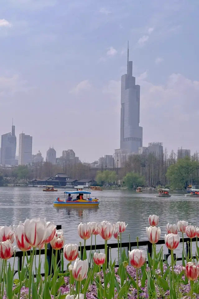 Strolling around Xuanwu Lake in spring really doesn't require a guide!