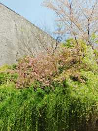 沒有櫻花的雞鳴寺，啥也不是—南京雞鳴寺的不值得