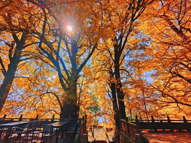 千年銀杏，皇家寺院