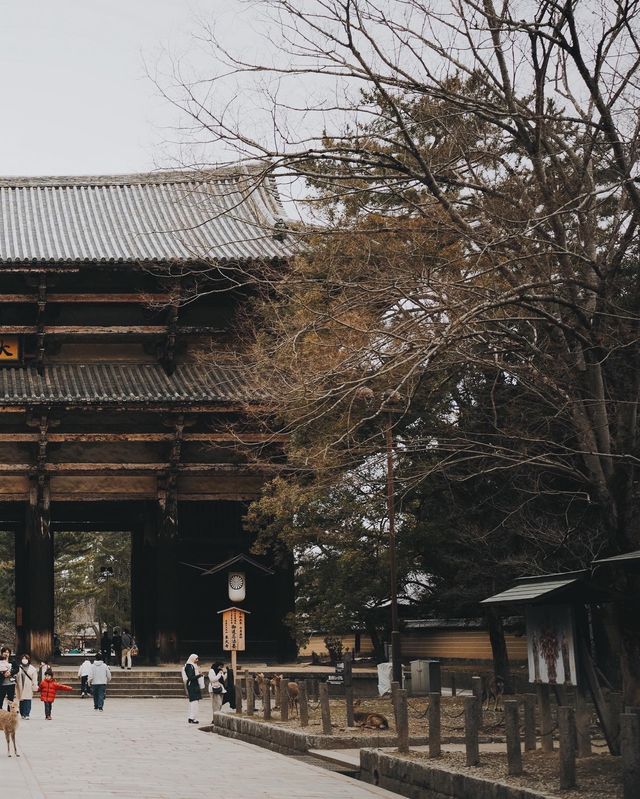 日本京都｜為了一群鹿去了一座城