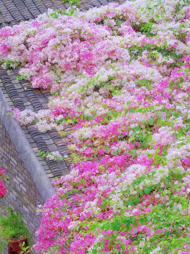 深圳春日賞花攻略！