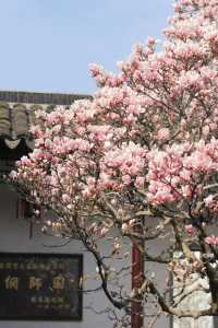 接下來江南三月的花季，美的不像話！