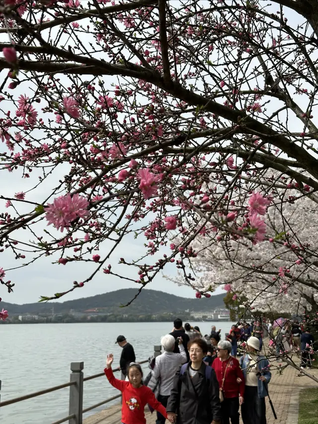 Spring brings a bloom of flowers to Liyuan in Wuxi