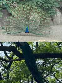 青島梅園～早春梅開