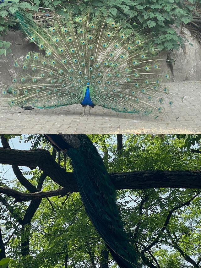 青島梅園～早春梅開