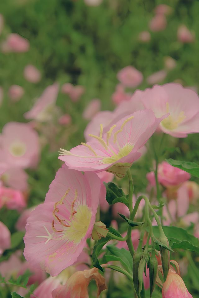 尋求春日艷遇，不妨來烏龍江濕地公園試試