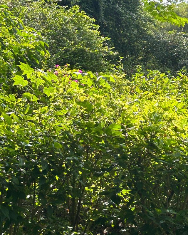 新加坡國立植物園 胡姬花園蘭花品種上千，稀有蝴蝶蘭