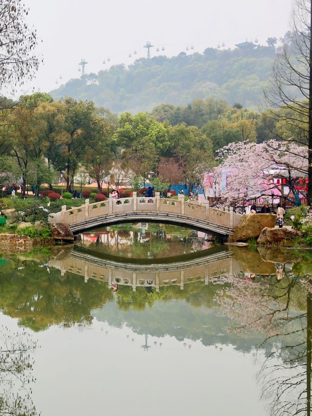 武漢|赴一場東湖櫻花園的春日之約