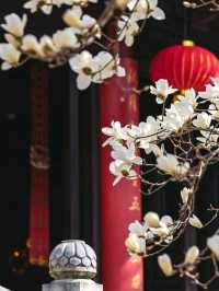 Beautiful Cherry Blossoms in Nanjing ♥️🇨🇳