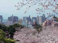 Nishi Hillside Sakura 