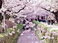 Sakura Meditation