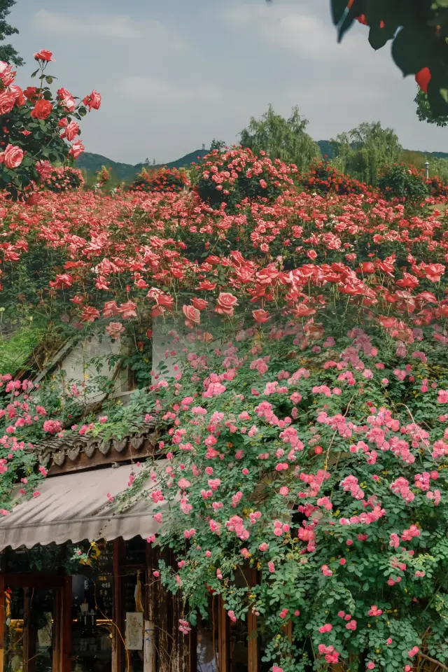 Hangzhou in April | Roses are the romantic ceiling of spring days~