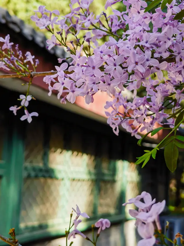 北京で花見｜中山公園のライラックはまだ健在 春に公園で散歩することこそが真面目なことです