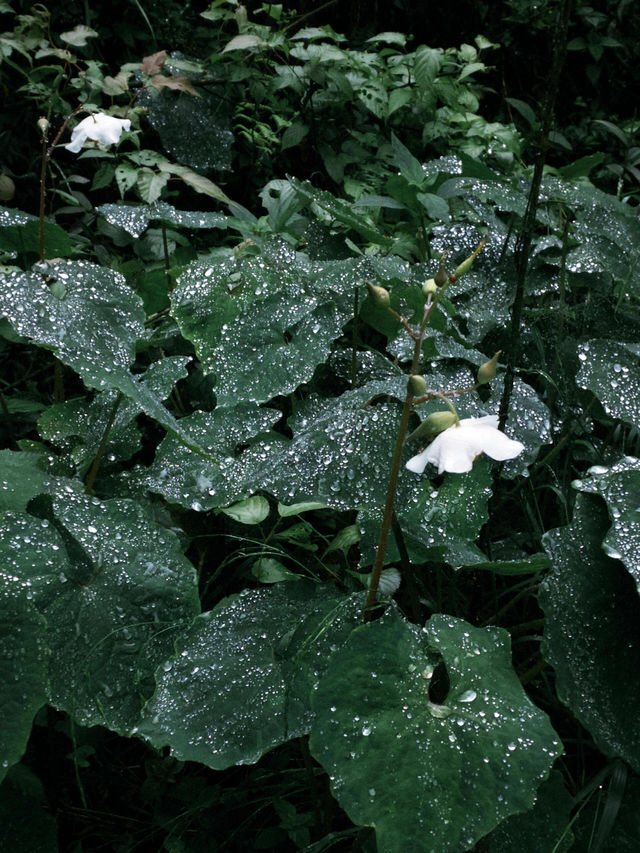 重慶周邊徒步｜用雨徒打開大圓洞