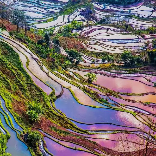 Fall into God's palette! You must go see the Yuanyang Rice Terraces