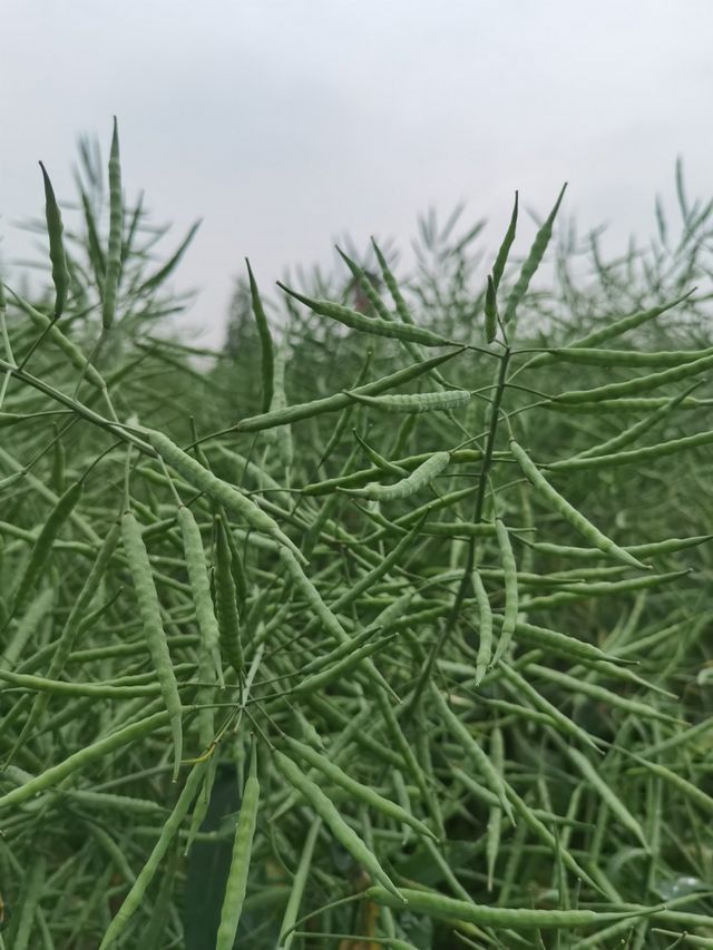 妥妥的綠野仙踪，春末的杭州後花園