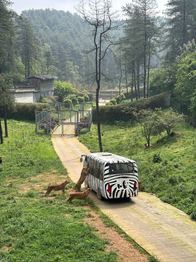 五一好去處！！貴州森林野生動物園