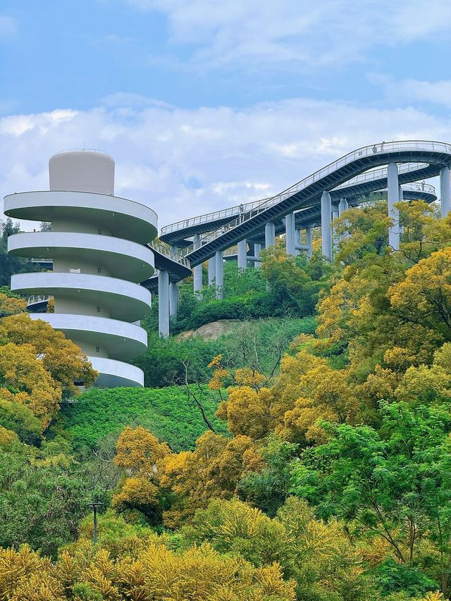 廈門健康步道林海線-五月必看的相思樹花海